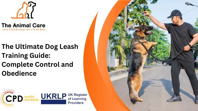 The Ultimate Dog Leash Training Guide: Complete Control and Obedience