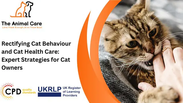 Rectifying Cat Behaviour and Cat Health Care: Expert Strategies for Cat Owners