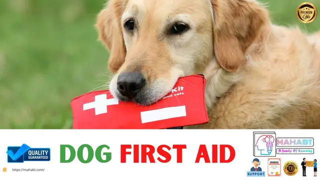 Dog First Aid Training 