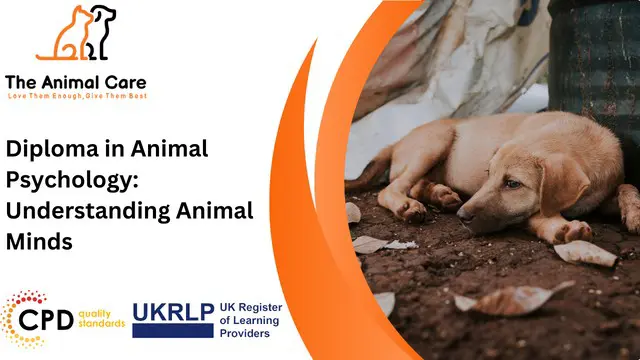 Diploma in Animal Psychology: Understanding Animal Minds