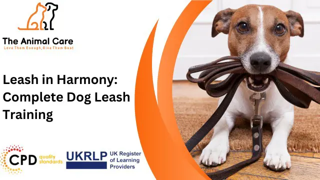 Leash in Harmony: Complete Dog Leash Training