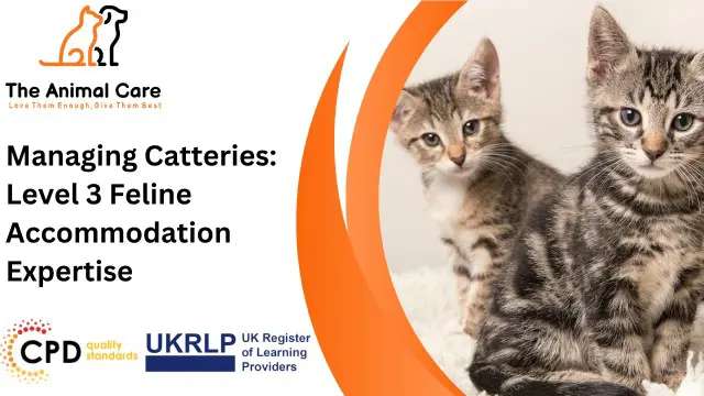 Managing Catteries: Level 3 Feline Accommodation Expertise