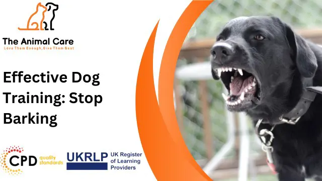 Effective Dog Training: Stop Barking