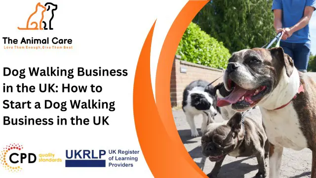 Dog Walking Business: How to Start a Dog Walking Business in the UK