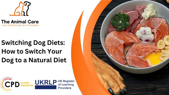 Switching Dog Diets: How to Switch Your Dog to a Natural Diet