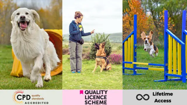 Dog Training Business, Agility and Leash Training - Endorsed Certificate