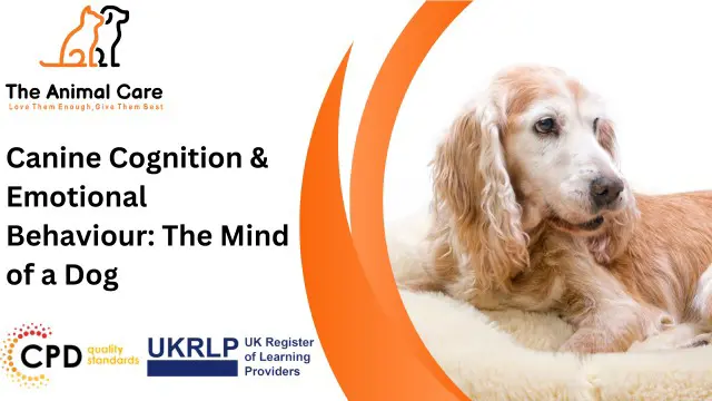 Canine Cognition & Emotional Behaviour: The Mind of a Dog