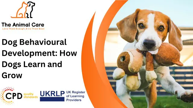 Dog Behavioural Development: How Dogs Learn and Grow