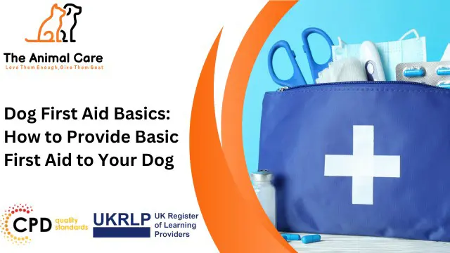 Dog First Aid Basics: How to Provide Basic First Aid to Your Dog