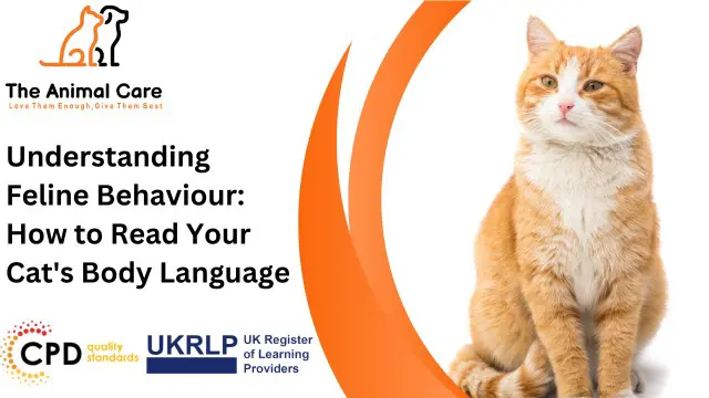Understanding Feline Behaviour: How to Read Your Cat's Body Language