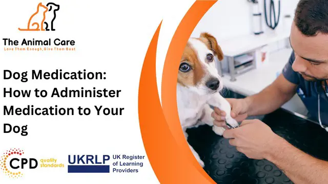 Dog Medication: How to Administer Medication to Your Dog