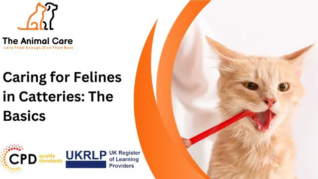 Caring for Felines in Catteries: The Basics