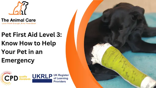 Pet First Aid Level 3: Know How to Help Your Pet in an Emergency