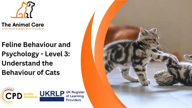 Feline Behaviour and Psychology - Level 3: Understand the Behaviour of Cats