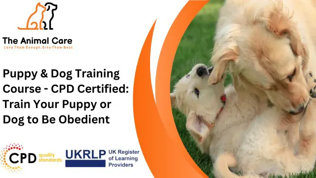 Puppy & Dog Training Course - CPD Certified: Train Your Puppy or Dog to Be Obedient