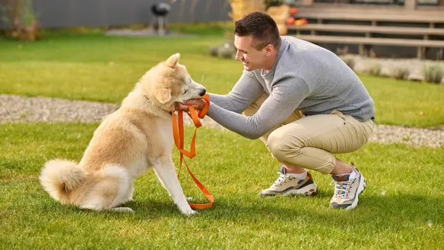 Dog Training Essentials - Dog Training Course