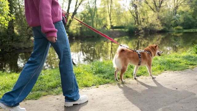 Dog Walking Training