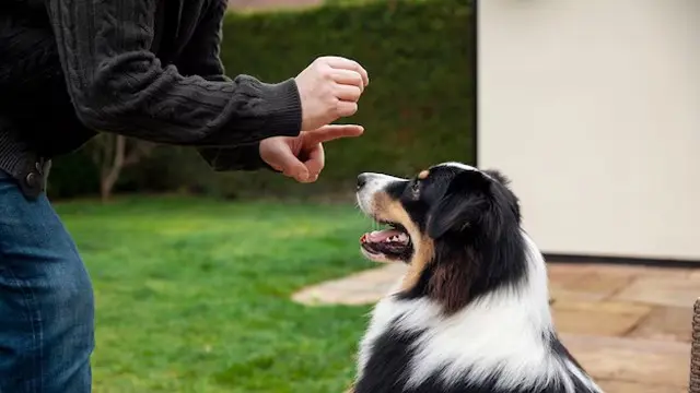 Dog Behaviour Training