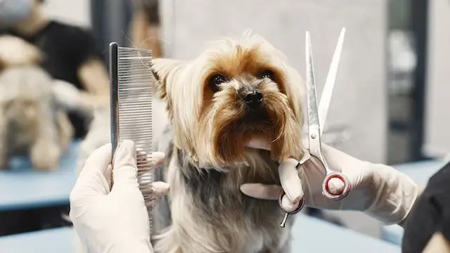 Dog Grooming Training 