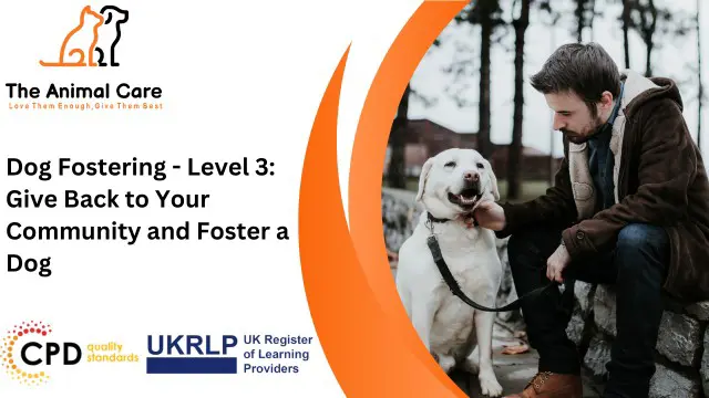 Dog Fostering - Level 3: Give Back to Your Community and Foster a Dog