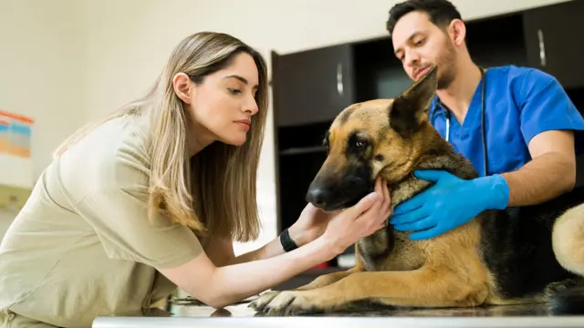 Pet First Aid: Dog First Aid and CPR course - Level 3