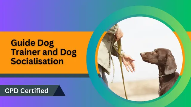 Guide Dog Trainer and Dog Socialisation
