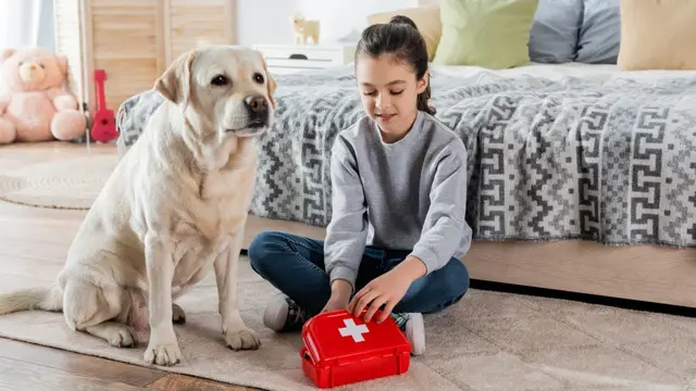 Dog First Aid Training