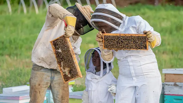 Beekeeping for beginners to advanced