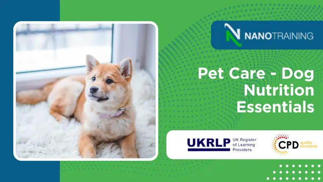 Pet Care - Dog Nutrition Essentials