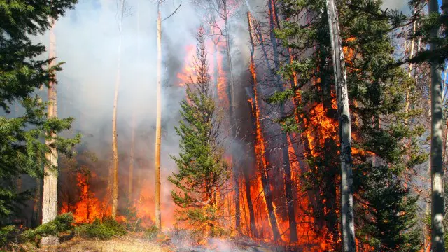 Wildfires and Heatwaves Safety Tips for Prevention and Protection