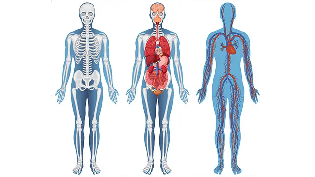 Human Anatomy and Physiology Level 2
