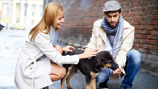 Animal Care: Dog First Aid Training