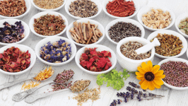 Master Herbalist 201