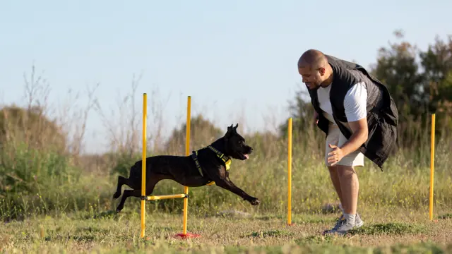 Dog Training Course - Level 3