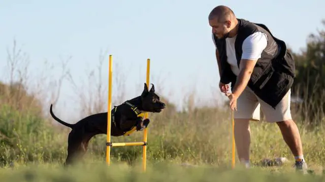 Dog Behaviour Training