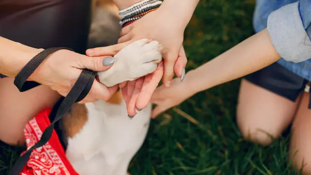 First Aid for Dog - Level 2