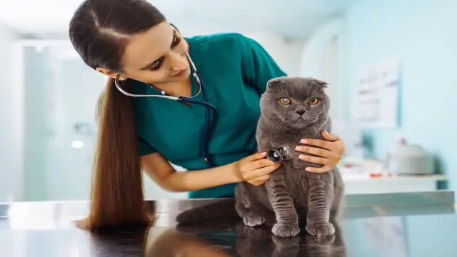 Veterinary Nursing Training