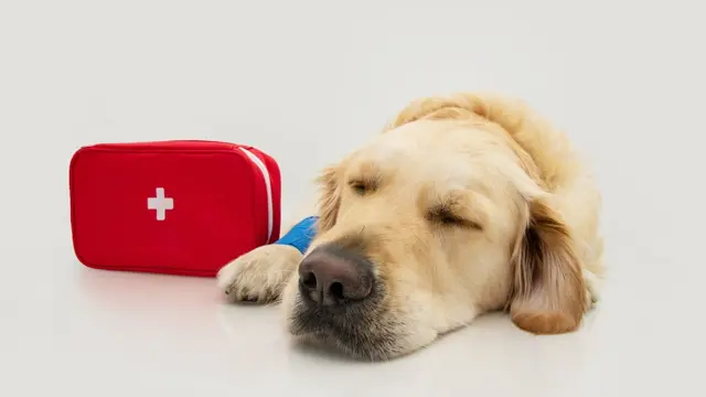 First Aid : Pet First Aid