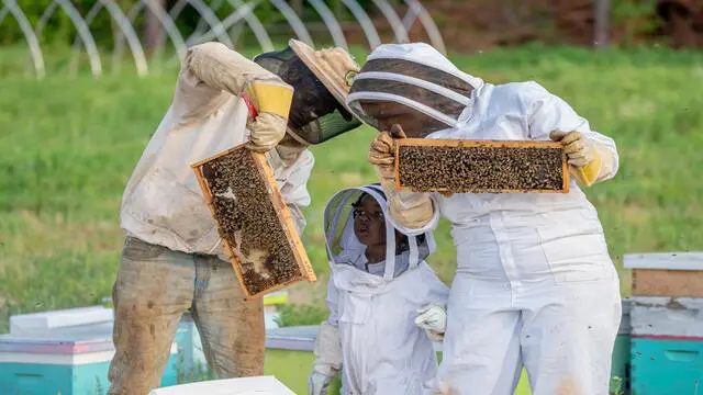 Beekeeping : Beekeeping for Beginners to Advanced