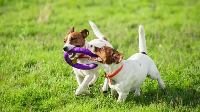 Puppy Training Diploma