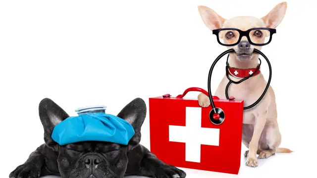 Dog First Aid with Dog Training