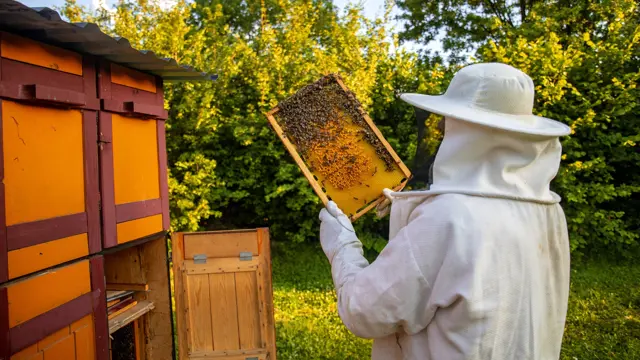 Beekeeping for Beginners to Advanced - Online