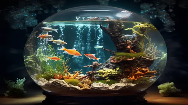 Online Aquarium and Fish Care Diploma