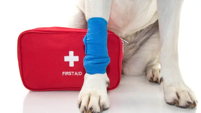 Dog First Aid and CPR with Dog Training