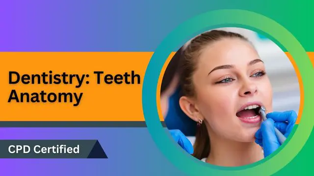Dentistry: Teeth Anatomy