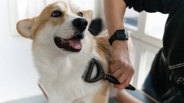 Dog Grooming Diploma