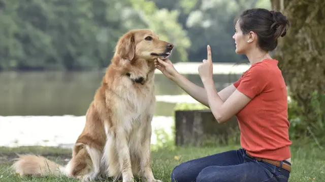 Dog Training - Level 3 Advanced Diploma