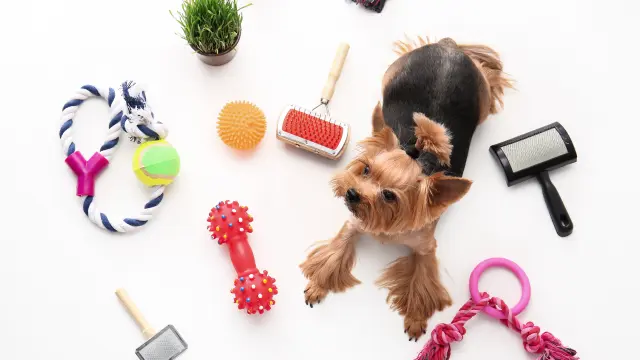 Dog Grooming and Dog Training Course