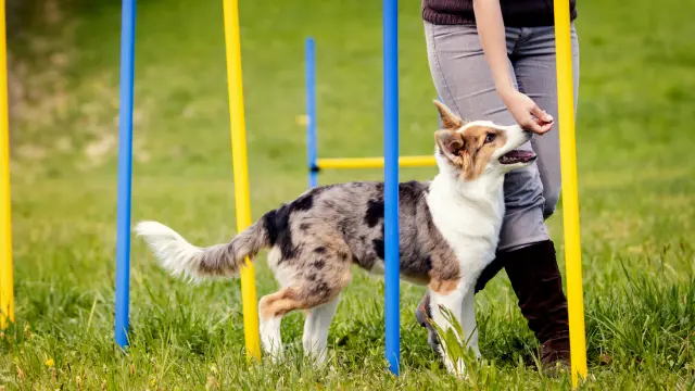 Dog Mobility & Care Training bundle Course