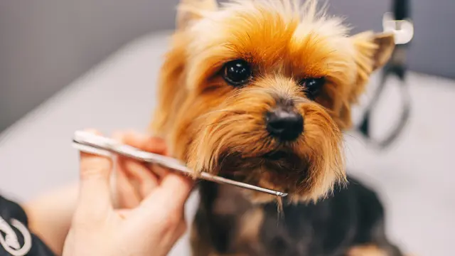 The Guide to Dog Grooming & Care